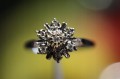 Ring 14 Karat Gold Diamanten Größe 14,5 zertifiziert