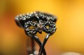 Ring mit orangefarbenen Diamanten 925 Größe 11,5