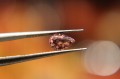 Natürliche Turmalinsteine ​​3,20 ct 4 Stk