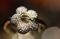Ring Gold natürliche Diamanten 0,05 ct Größe 17,5
