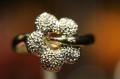 Ring Gold natürliche Diamanten 0,05 ct Größe 17,5