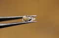 Topas weiße Natursteine ​​7.0ct 6 Stk