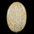 Fossiler Ring aus Sterlingsilber mit Koralle Größe 16