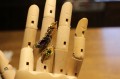 Ring sapphires, olivine, silver 925, dragon, size 16.5