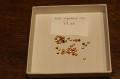 Songea Saphir 3.0x1.7mm