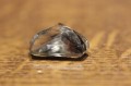 Grüner Amethyst Naturstein 1,88 g (9,4 ct)
